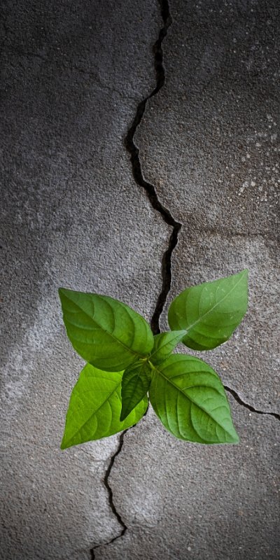 Tree Thru Concrete